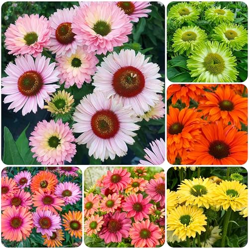 1000+ Mixed Echinacea Sunseeker Salmon Coneflower Flower Seeds for Planting Deer Resistant Plants