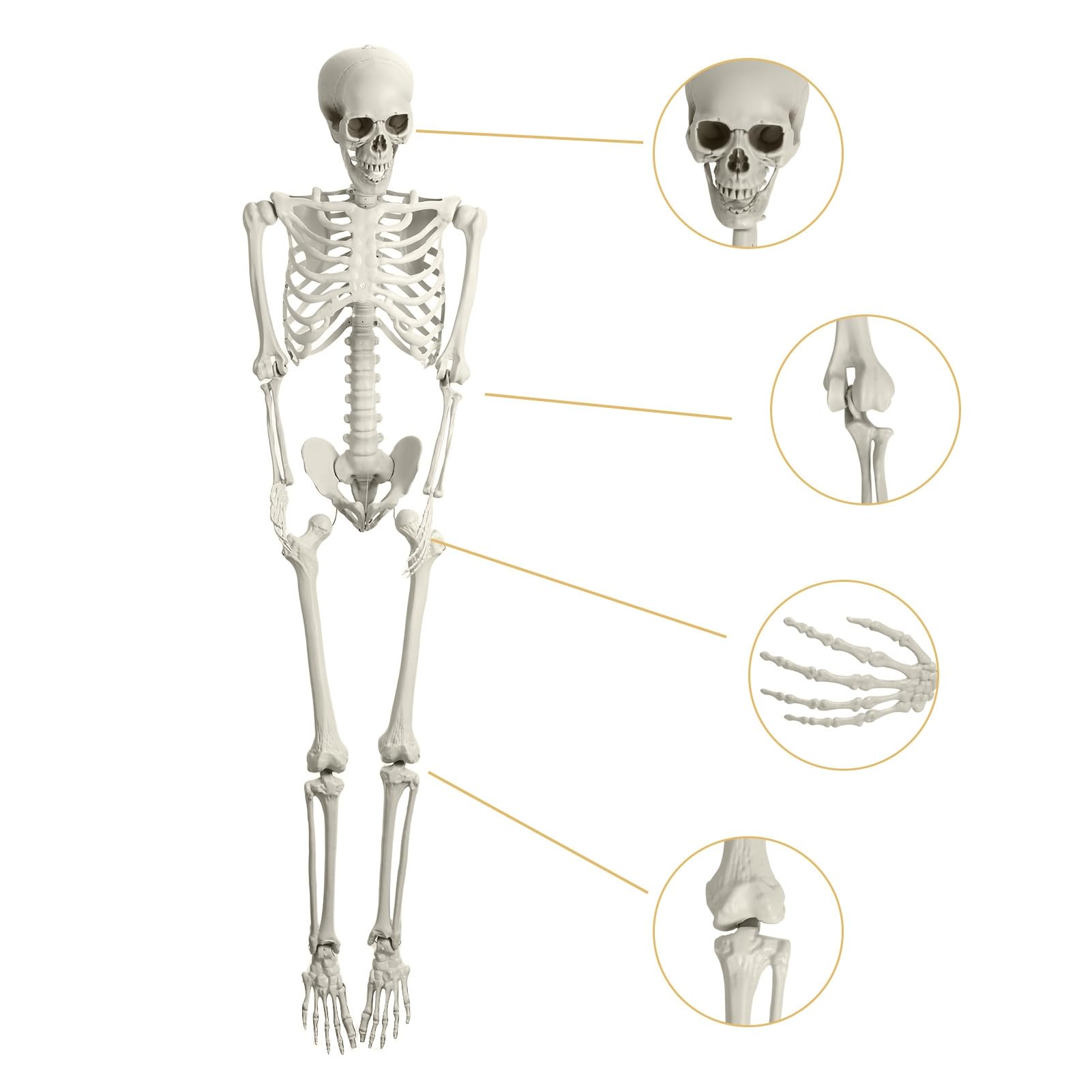 Scheletro di Halloween, 165 cm, scheletro a grandezza naturale, giocattolo scheletro, scheletro snodabile, a grandezza naturale, articolazioni mobili per tutto il corpo, per prato, cortile