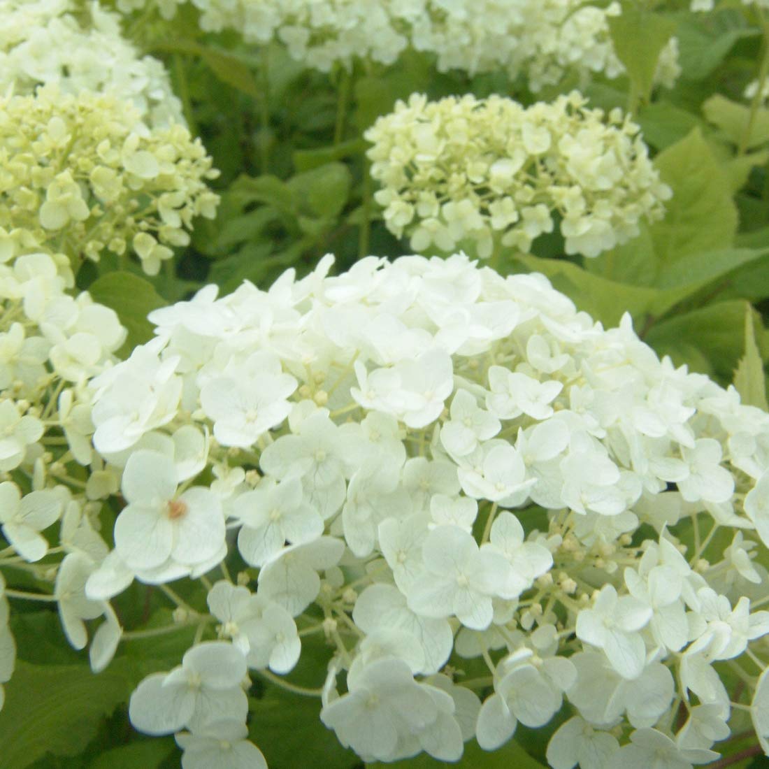 Annabelle ortensia - Hydrangea arborescens 'Annabelle' - Vaso da 30-50 cm - Grandi fiori bianchi
