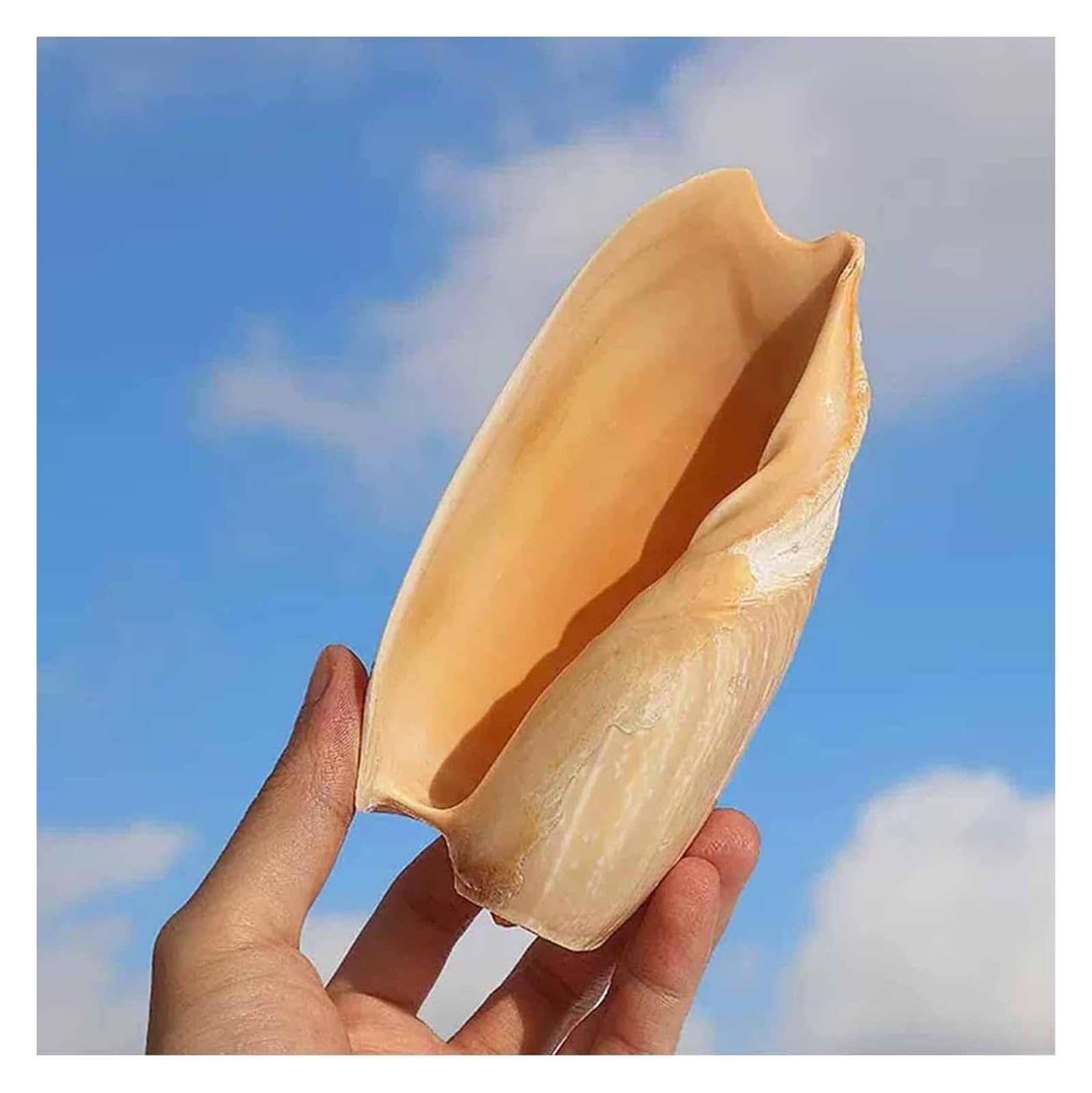 YKMYXZ shells， 10~15Cm Fish Tank Landscaping Decoration Creative Home,11~12cm(11~12cm)