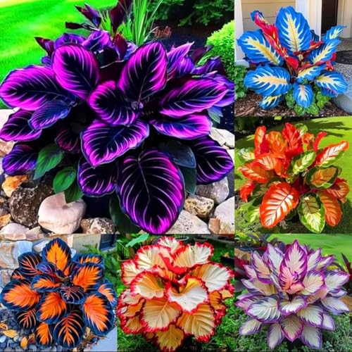 Hosta Flower Seeds 220pcs Perennial Shade Plant with Lush Foliage Ideal for Woodland & Home Gardens