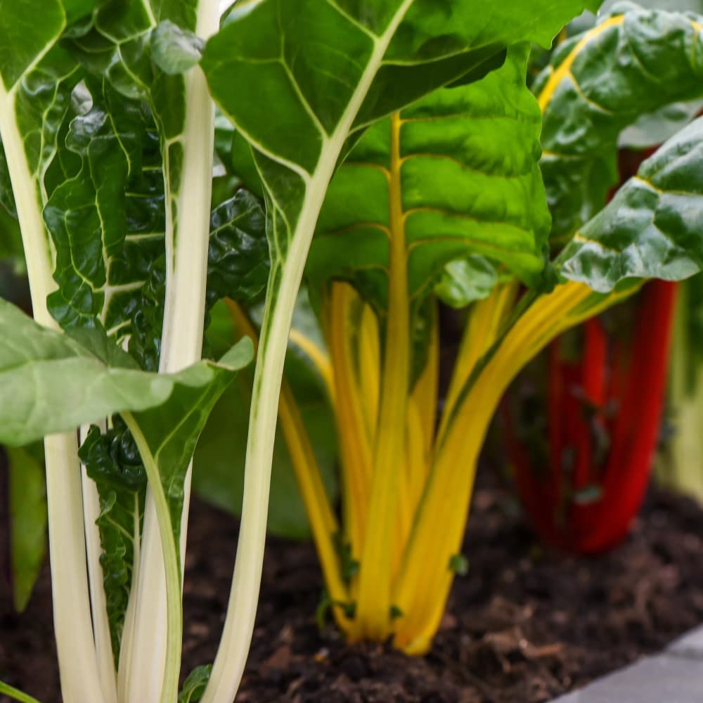 Suttons Chard Bright Lights Vegetable Garden Plants Hardy Biennial Easy to Grow Your Own Crops 1 x 9cm Pot