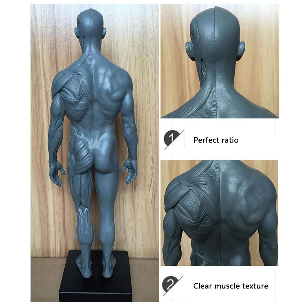 Modello anatomico di muscolo e scheletro umano 11in-2pz
