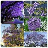 100 piezas Comprar semillas de árboles de jacarandá, macetas árboles jardín resistente Jacaranda Mimosifolia, Las plantas de jardín son plantas perennes resistentes. plantas de interior