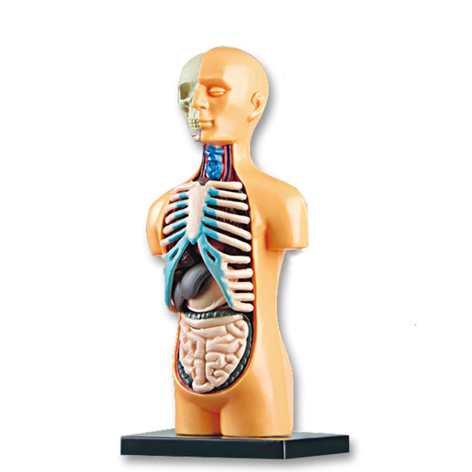 国際ブランド 人間の脳構造モデル 人間の脳教育解剖学モデル 人間の脳モデル構造解剖学教育ツール取り外し可能な12パーツ 医療モデル Avmschools Ac In 国際ブランド 人間の脳構造モデル 人間の脳教育解剖学モデル 人間の脳モデル構造解剖学教育ツール取り外し可能な12パーツ 医療モデル Avmschools Ac In