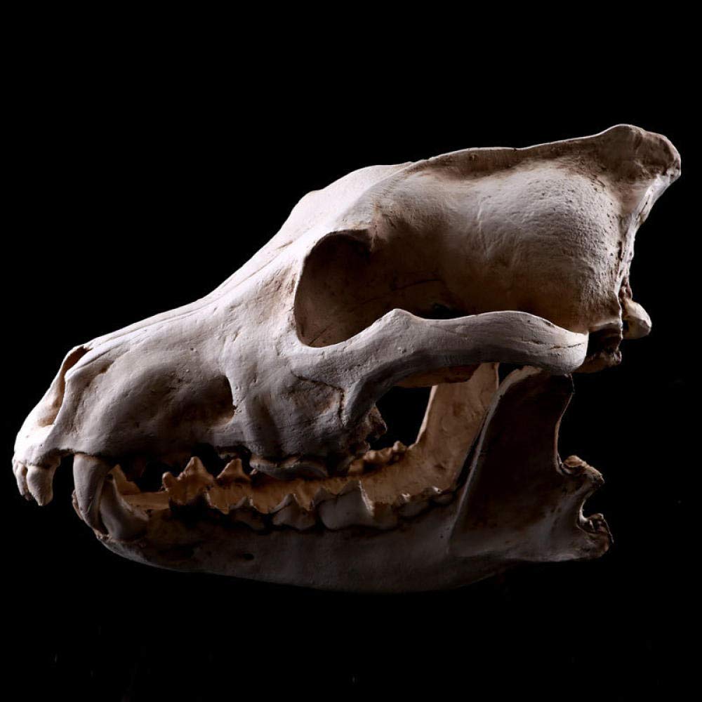 Sculpture loup crâne en résine haut de gamme artisanat d'art