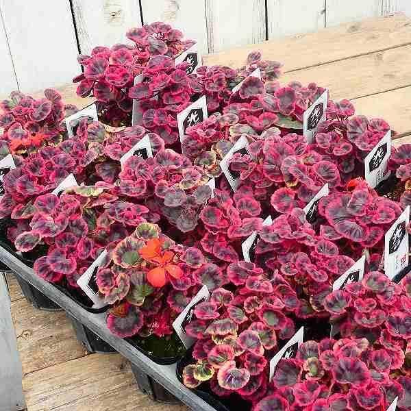 Amazon | ゼラニウム 苗 光山錦 3号 紋天竺葵 古典植物 山野草 斑入り