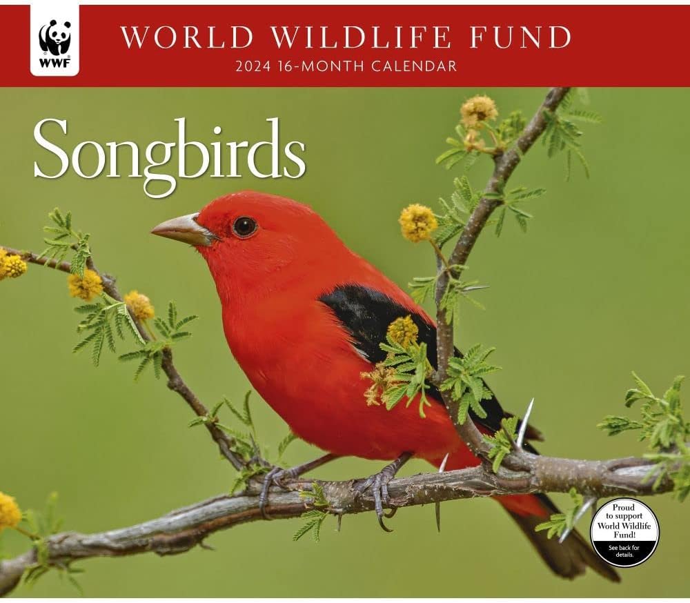 Amazon.com: 2024 WORLD WILDLIFE FUND Songbirds Deluxe Wall Calendar :  Office Products