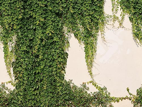 Papier peint lierre vert pour masquer un mur abîmé facilement - 6