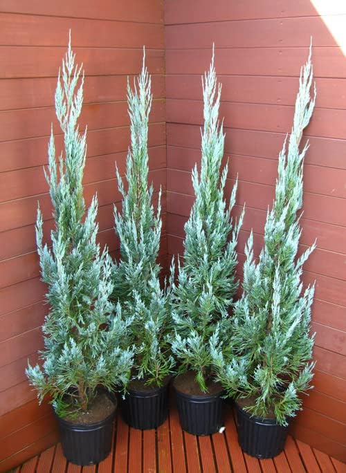 輪島塗 北村葵春造 亀甲根来塗 小吸物椀五客 美品 共箱 茶道具 懐石