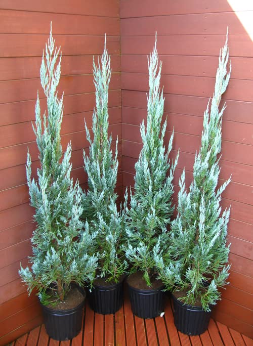 ブルーブルー コニファー ６本セット コニファー製品 | BlueBlue -ブルーブルー株式会社-