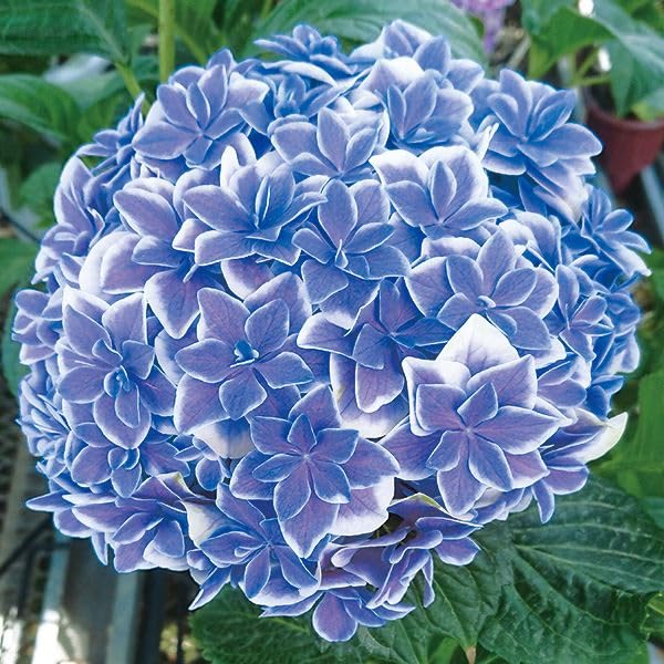 紫陽花苗　正規品タグ付き月影 銀河 星あつめ月うさぎ 品種紹介｜島根県アジサイ研究会公式サイト