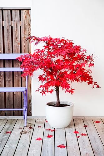 Miniatura 2 de Nuevo Semillas de árbol de arce rojo 20pcs