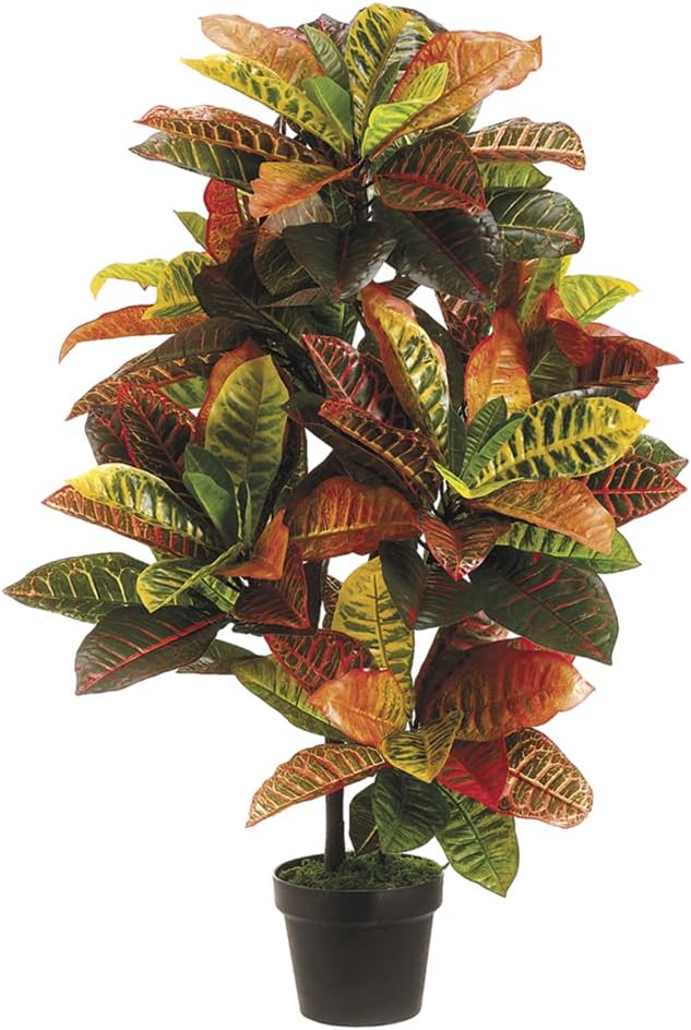 36" EVA Croton Plant in Black Plastic Pot Green Pink (Pack of 2)