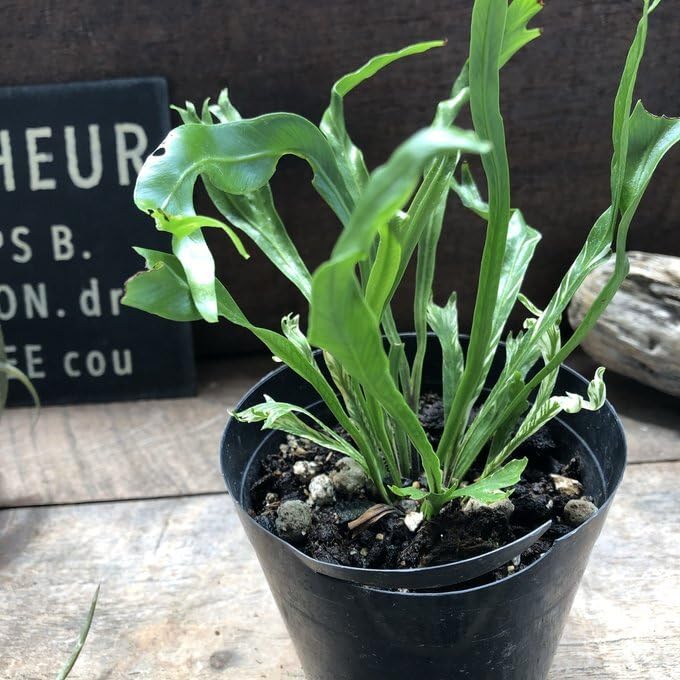 Amazon｜アスプレニウム ニダス バリエガータ 斑入り シダ 観葉