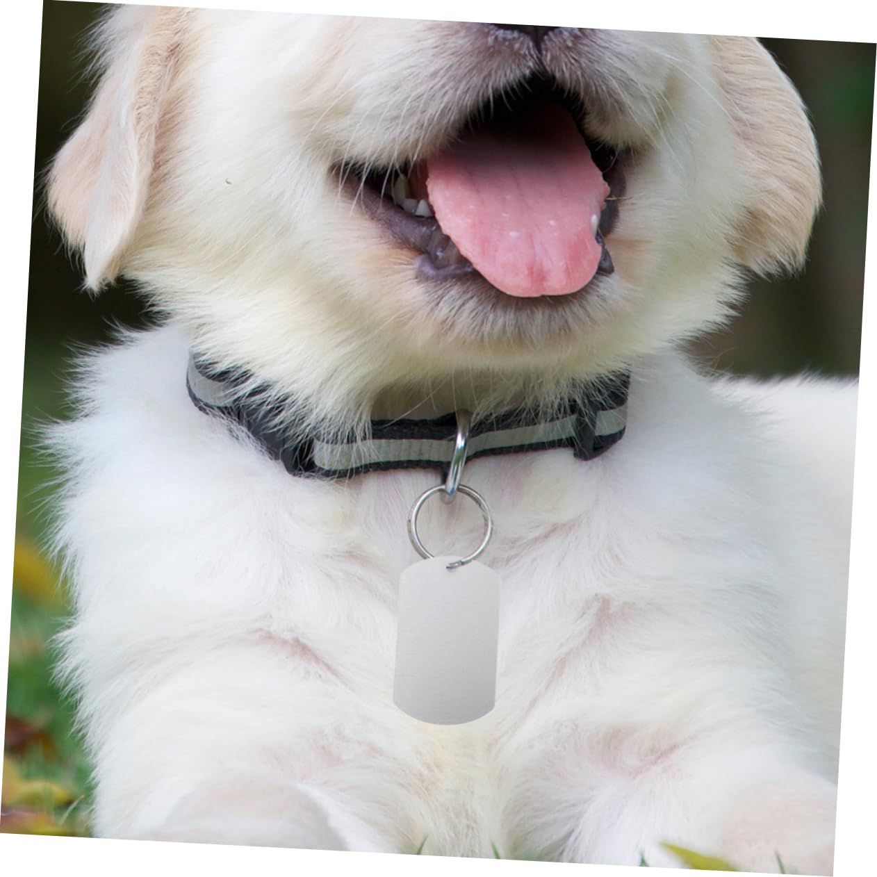 GANAZONO 100pièces Étiquettes Identité Aluminium pour Animaux De Compagnie Médailles Personnalisables pour Chiens Et Chats Étiquettes Vides pour Écouteurs De Bétail