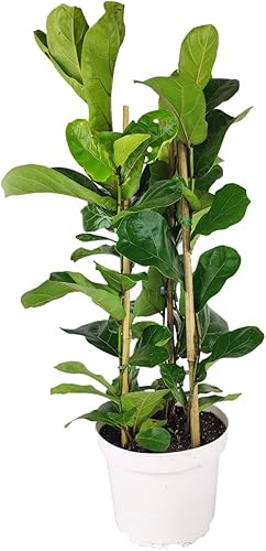 Miniatura 5 de Ficus Lyrata - Maceta minimalista blanca de 6 pulgadas con platillo higo de hoja de violín vive fácil de cuidar fácil de cultivar la mejor planta de