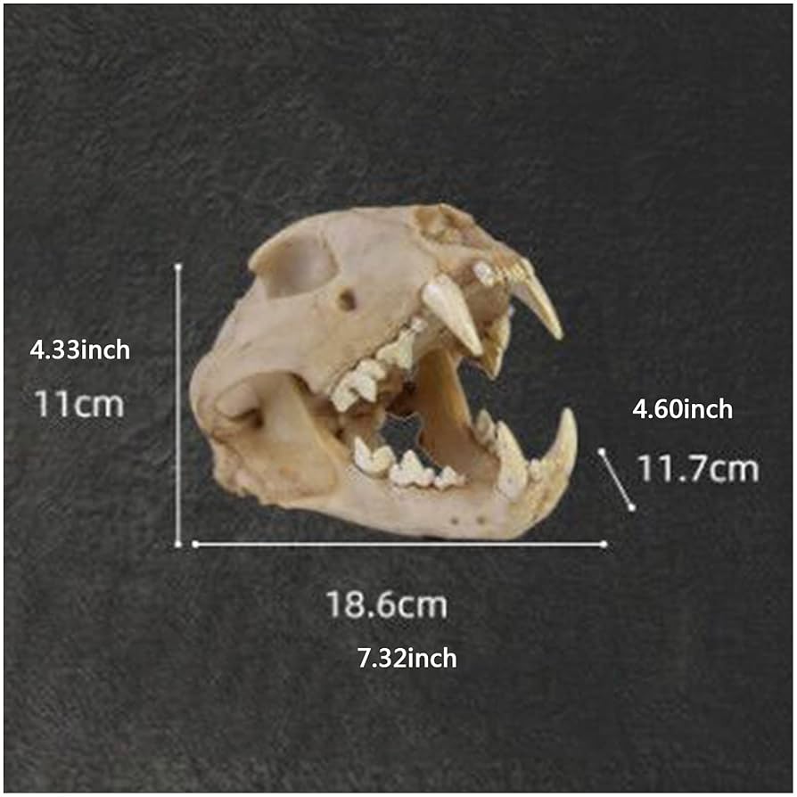 ヒョウの頭骨・樹脂製実物大精密コピー【超リアル】頭蓋骨、解剖学、美術モチーフ ヒョウの頭骨・樹脂製実物大精密コピー【超リアル】頭蓋骨、解剖