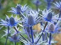 Vista 3 de 25 semillas de estrella azul para plantar cultivar acebo marino, semillas de flores de eryngium
