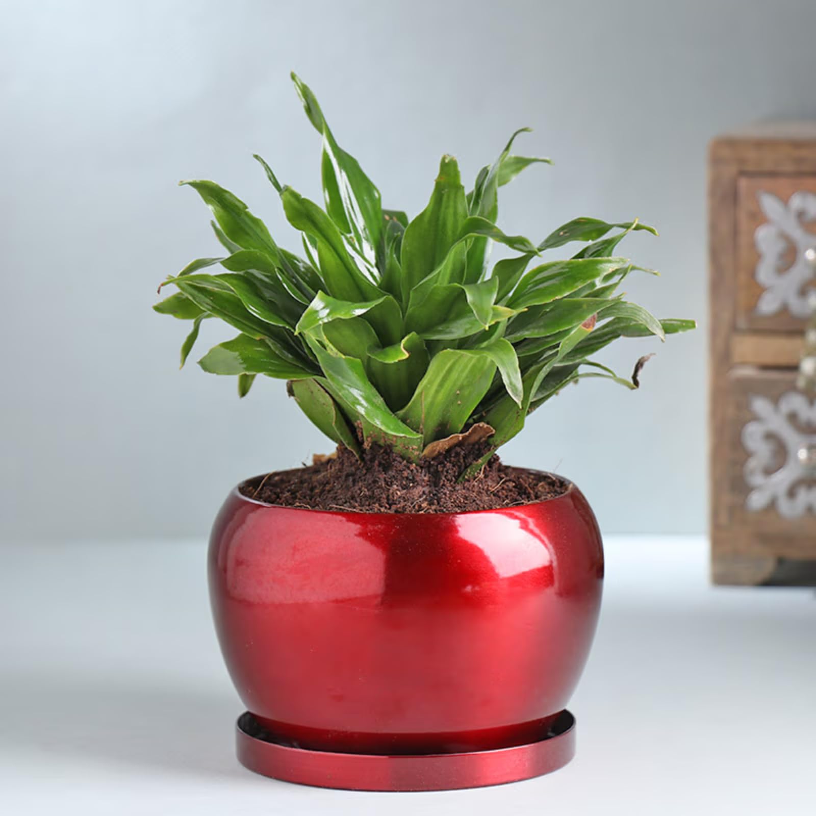 FlowerAura Air Purifying Dracena Compacta Live Indoor Plant In Metal Pot For Home/Office Décor & For Birthday Gift, Anniversary Gift, Mothers Day Gift, Diwali Gift, Fathers Day Gift (B0D5B2R42V) Amazon Price History, Amazon Price Tracker