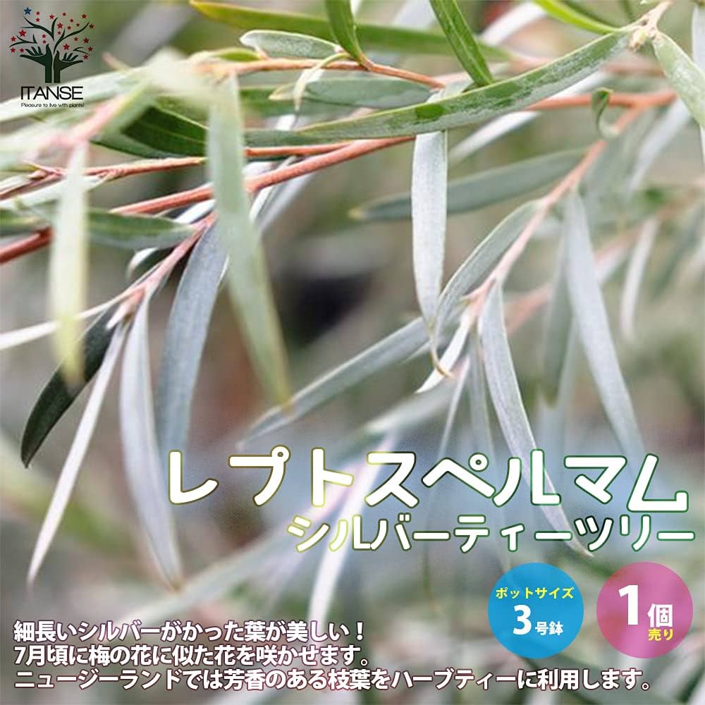 Amazon.co.jp: レプトスペルマム シルバーティーツリー3号ポット【品種