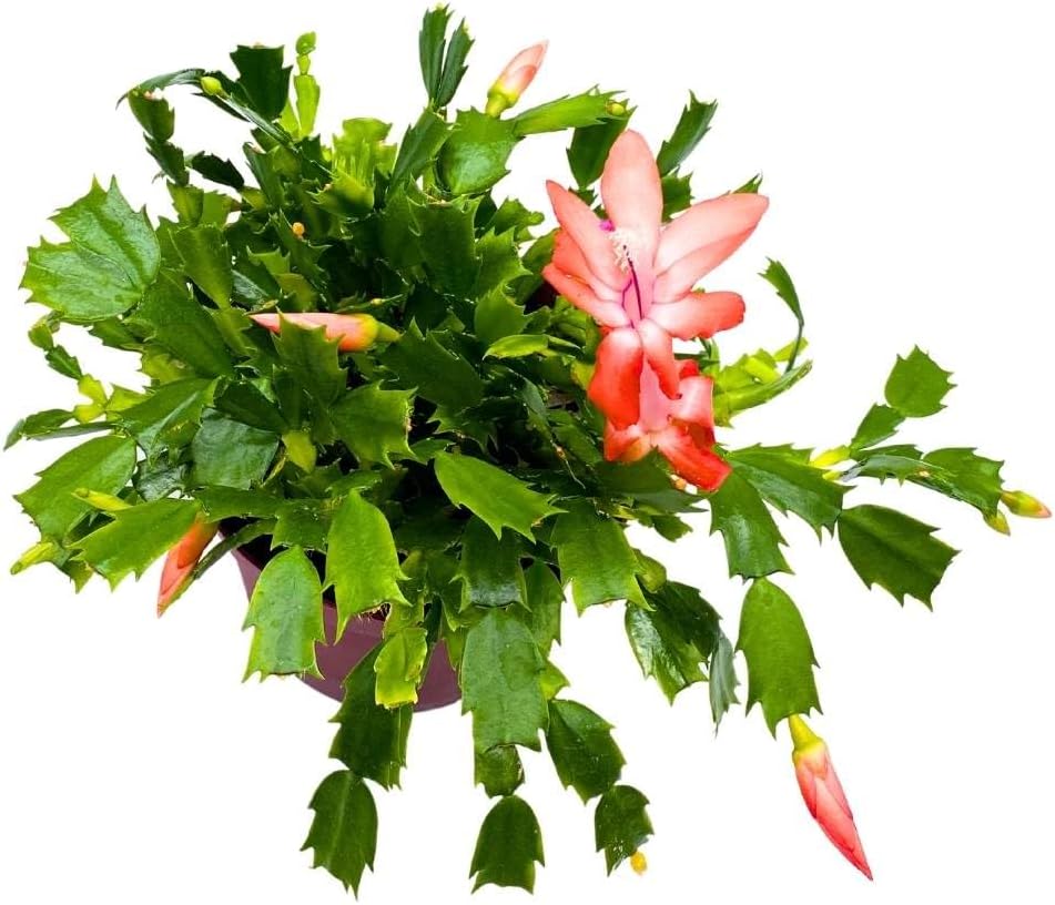 BubbleBlooms Christmas Cactus, 6 inch Holiday Cactus Thanksgiving Cactus, Crab Cactus, Easter Cactus, Seasonal Flowering