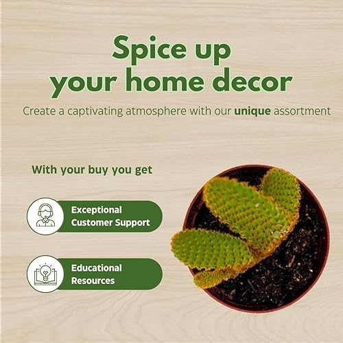 Miniatura 6 de BubbleBlooms Opuntia Microdaisys Opuntia Orejas de conejo rojo cobre 2 pulgadas