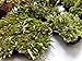 Tin Roof Treasure Super Fairy Garden Assortment Moss and Lichen for Terrarium, 6
