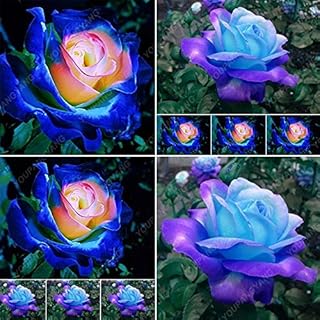 Seeds 50pcs Dark Blue Rose Flower Rare Color Beautiful Beautiful Flower Bonsai Seeds Domestic Garden of DIY Roses in vase Free Transport Plants: Only Seeds