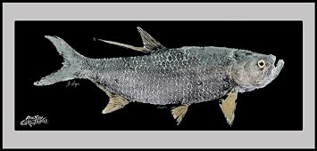 Realfish Gyotaku Tarpon 18"x40" Door Mat Black Background, Coastal Decor