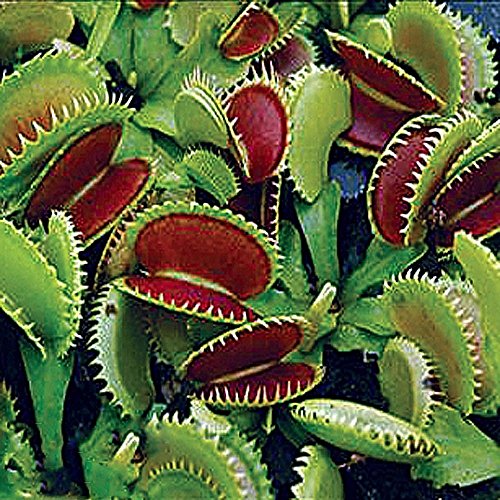 Dente Venus Fly Trap Live Carnivorous Plant - Dionaea Muscipula #TOP27