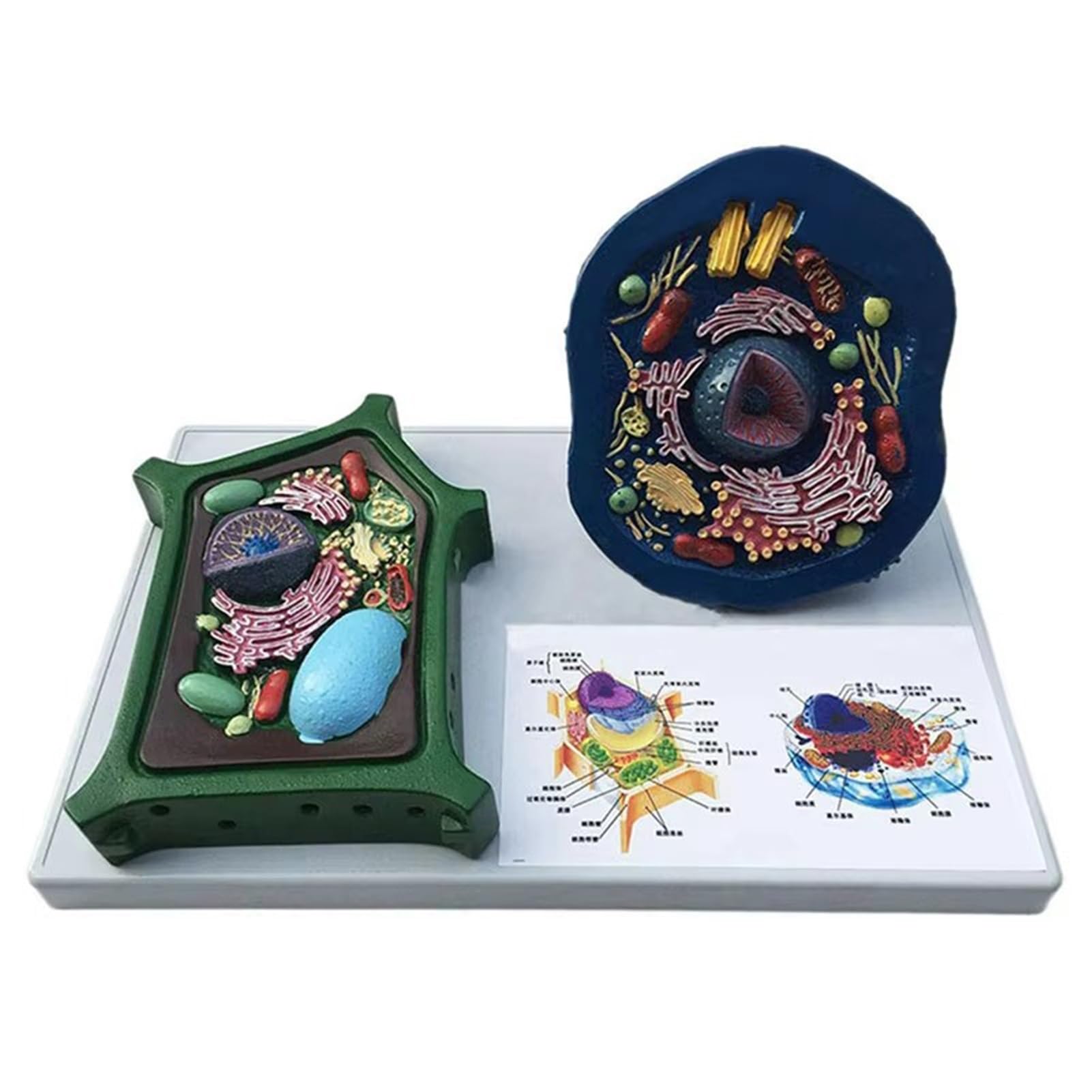 GINNNJFY Animal and Plant Cells Anatomy Model, Biology Science Teaching Resources 28 * 18 * 13Cm