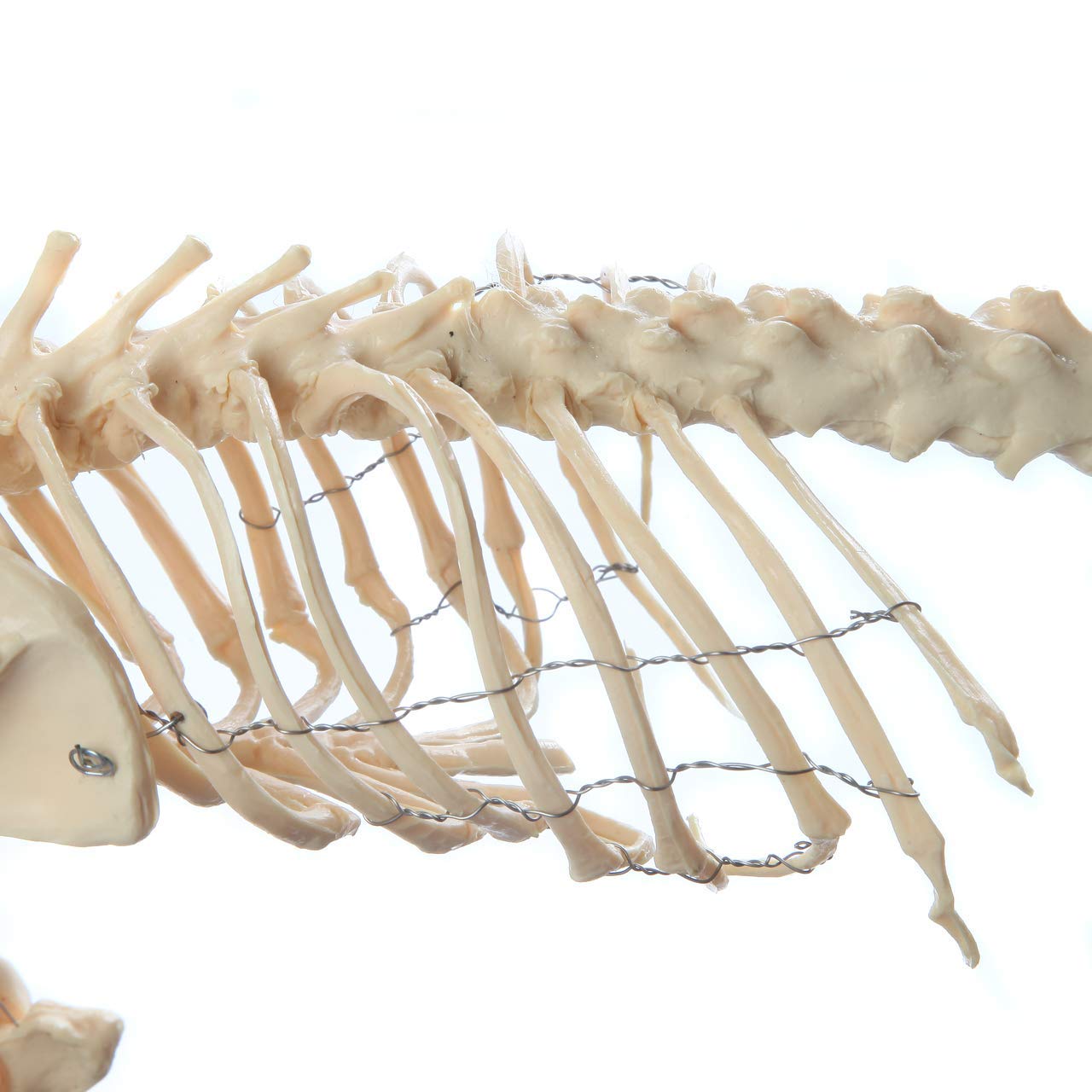 Model szkieletu psa wzór okaz szkielet pies bardzo duży, model nauczania anatomii zwierząt, narzędzie demonstracyjne weterynaryjne nauczanie biologii człowieka model nauczania l