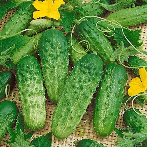 Park SeedPick-a-Bushel Hybrid Cucumber Seeds, Pack of 30 Seeds