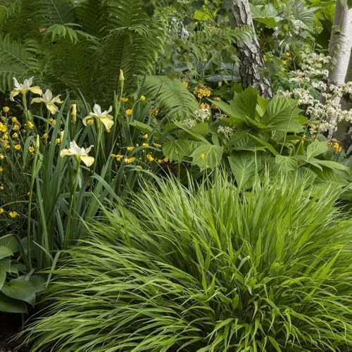 Plant Theory 9cm Pot Hakonechloa Macra Grasses