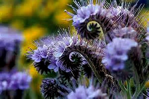 Más de 500 semillas de flores de encaje Phacelia, Country Creek LLC, tanaceto morado, Phacelia Tanacetifolia,