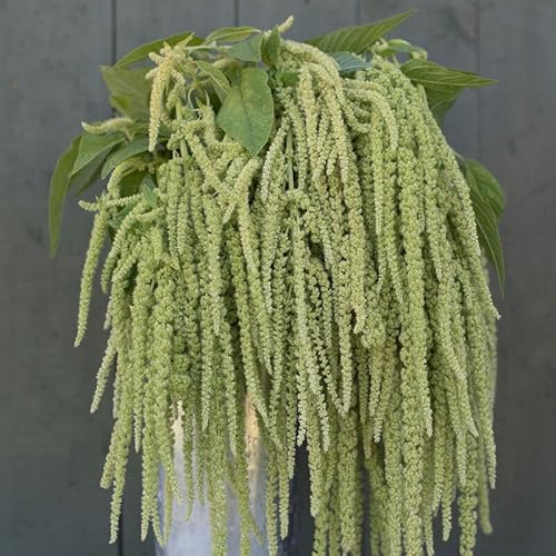 David's Garden Seeds Flower Amaranth Emerald Tassels 500 Non-GMO, Heirloom Seeds David's Garden Seeds Flower Amaranth Emerald Tassels 500 Non-GMO, Heirloom Seeds