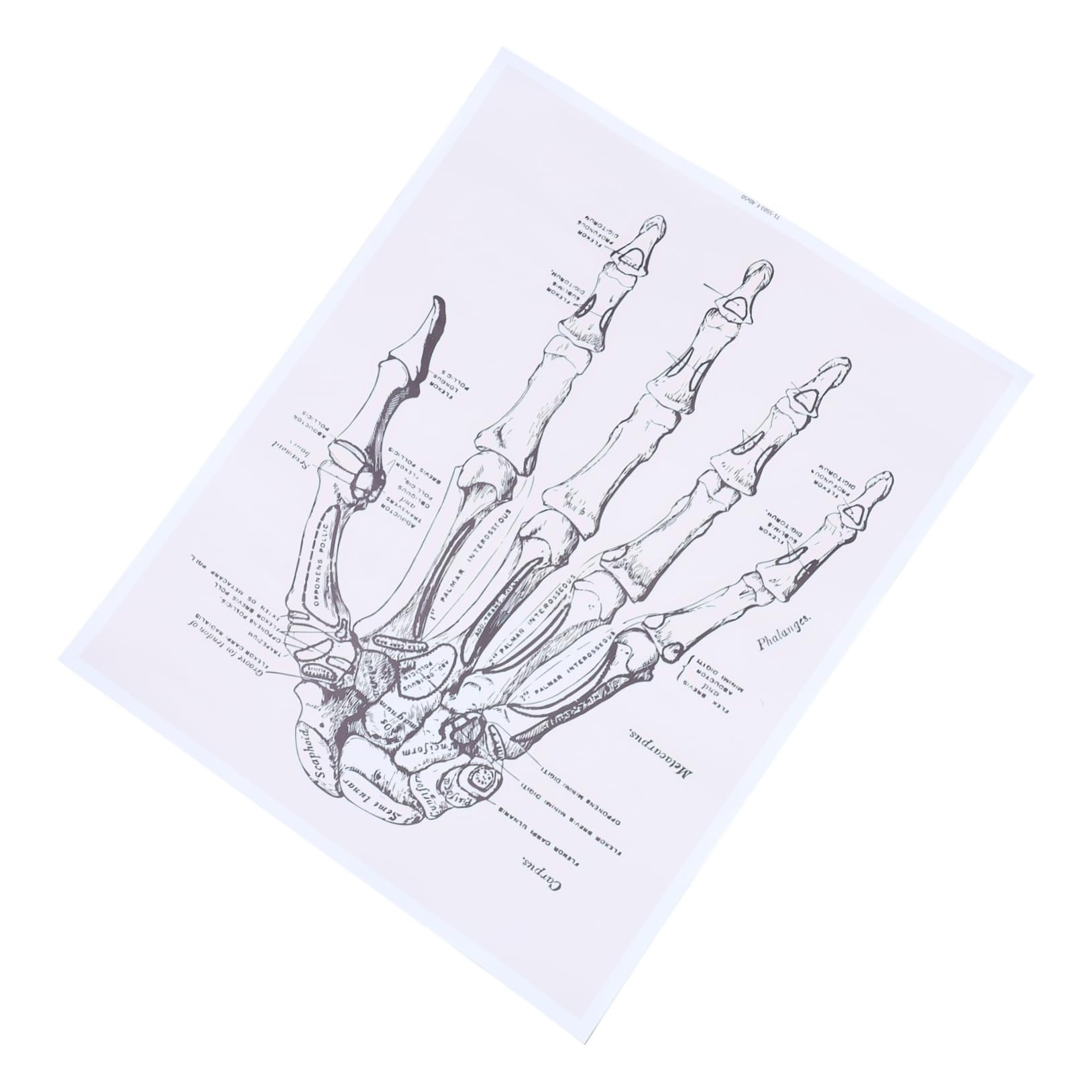 OSOLADY 1pc Human Anatomy Decor Human Wall Art Hand Anatomy Chart Picture of Anatomy of Body Anatomy Teaching Chart Human Skeleton Chart Human Hand Anatomy Poster Chemical Fiber Canvas