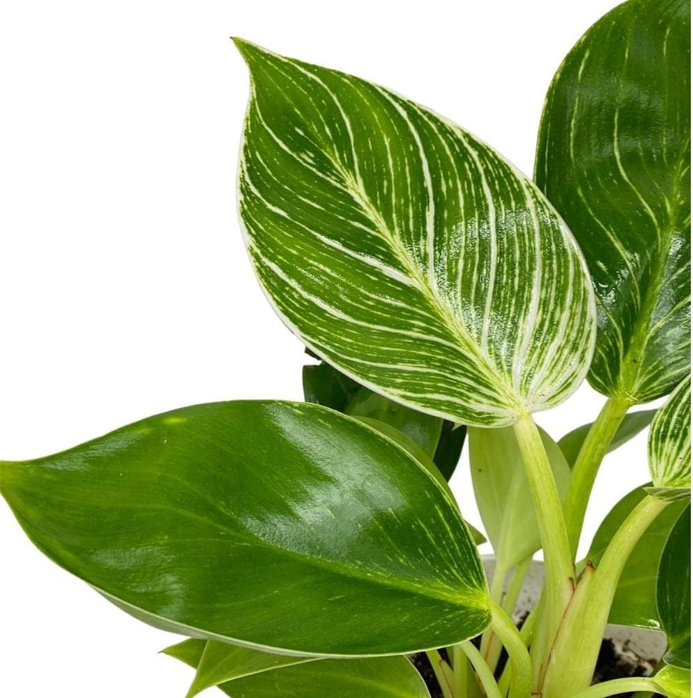 Hopewind Plnats Shop - Philodendron Live Plant, Air Purifying, Easy Care, Easy to Grow, Rare Variety, Live Indoor Plant, 4 inch Pot (Philodendron Birkin)