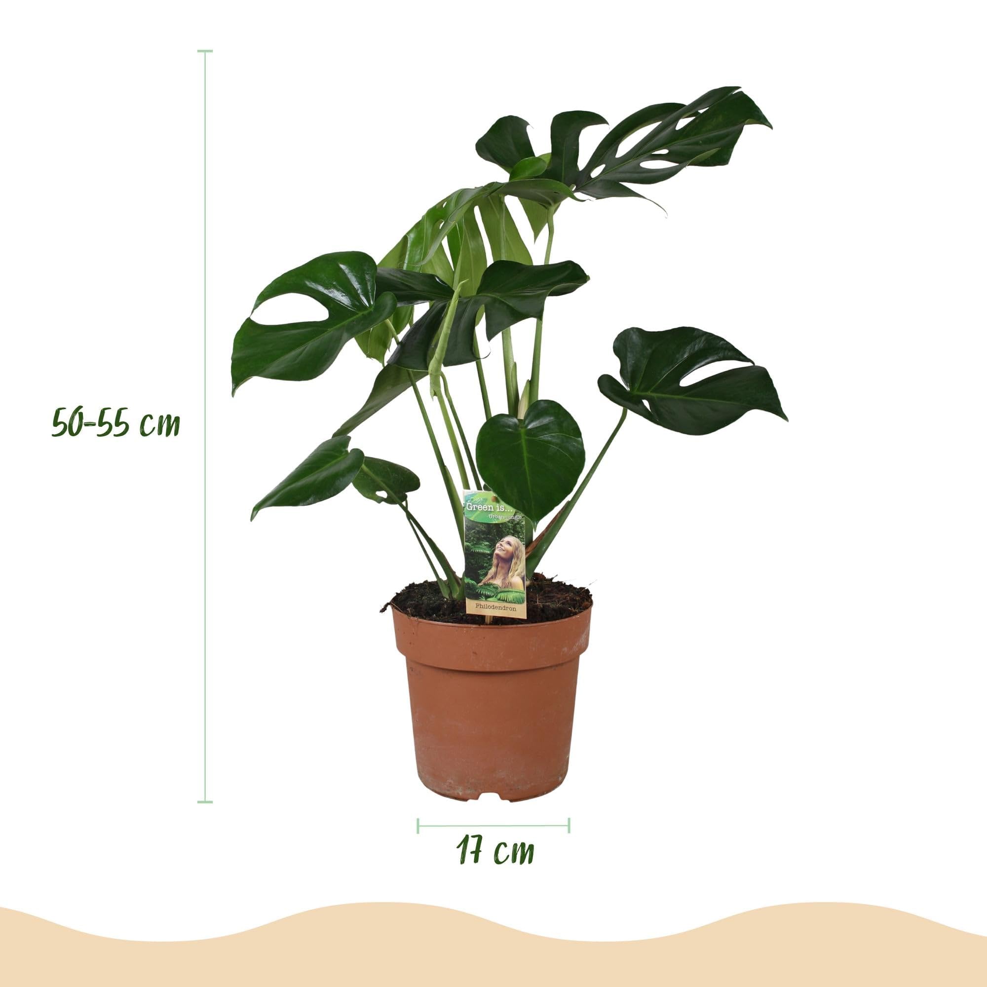 Green boutiQ - Zimmerpflanzen - Monstera Deliciosa - Fensterblatt - Wenig Pflege - Grün - 2 Pflanzen - Topf 17cm - Höhe 50-55cm