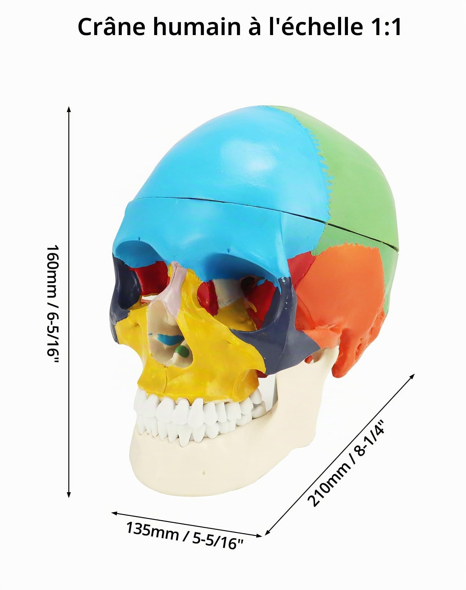 QWORK® 1:1 taille réelle Modèle de crâne anatomique en 3 parties et Modèle de cerveau en 8 parties avec chiffres