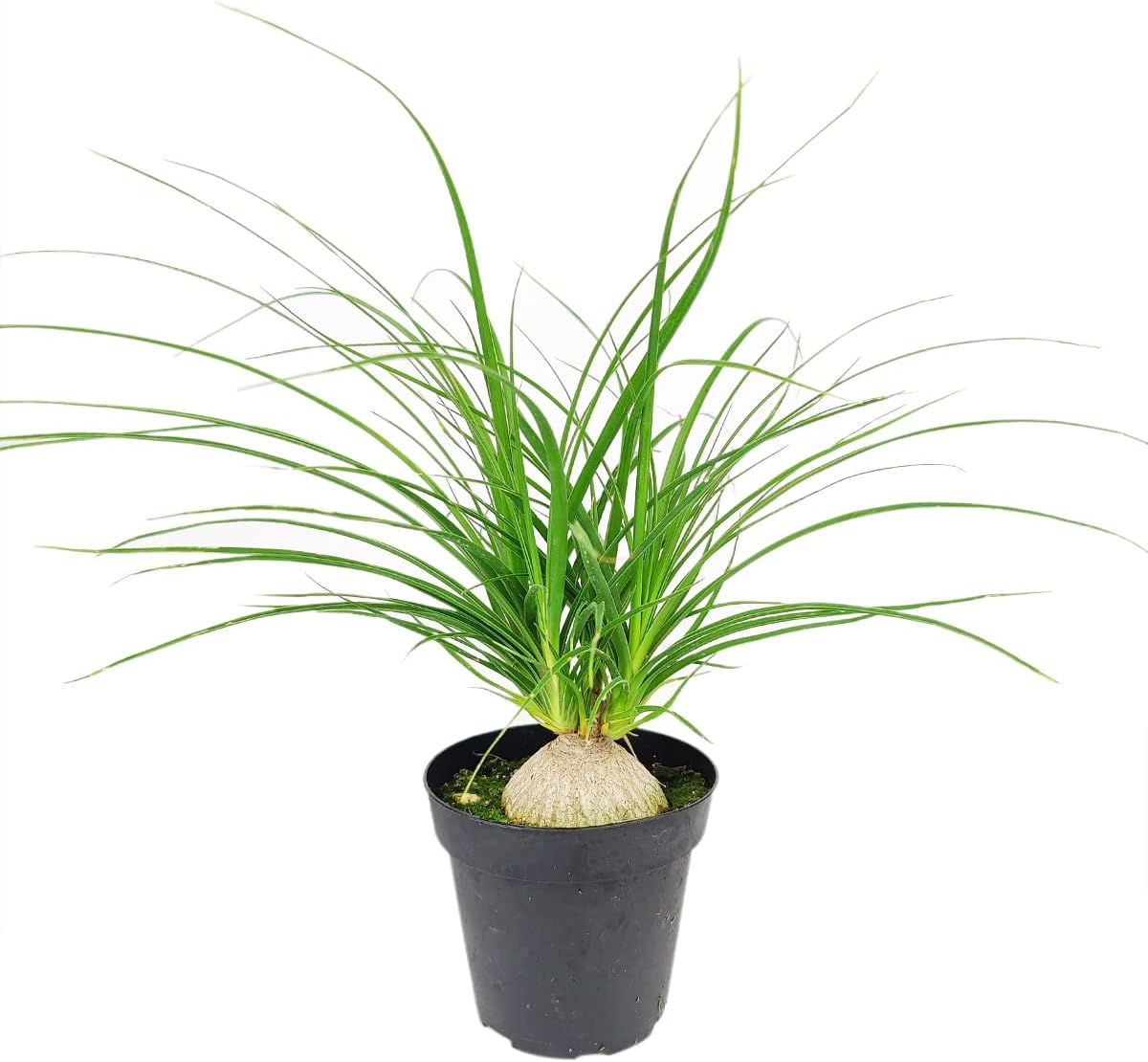 Beaucarnea recurvata Ponytail Stump Palm (2"/4"/6" Pot) - Easy to Grow Houseplant - Live Healthy Houseplant for Home Office Decoration (Grower Pot, 3" Pot)