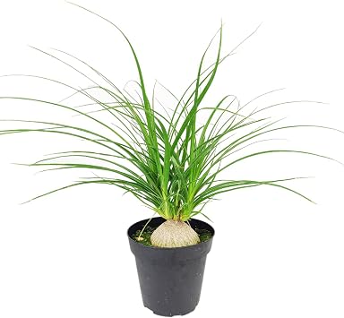 Beaucarnea recurvata Ponytail Stump Palm 2"/4"/6" Pot - Easy to Grow Houseplant - Live Healthy Houseplant for Home Office Decoration Grower Pot, 3" Pot