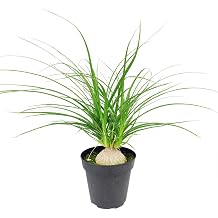 Beaucarnea recurvata Ponytail Stump Palm 2"/4"/6" Pot - Easy to Grow Houseplant - Live Healthy Houseplant for Home Office Decoration Grower Pot, 3" Pot
