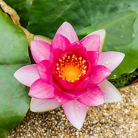 Amazon 40個のハスの実珍しい赤いハート睡蓮美しい水生花家庭菜園の装飾に最適お手入れが簡単 花 Amazon 40個のハスの実珍しい赤いハート睡蓮美しい水生花家庭菜園の装飾に最適お手入れが簡単 花