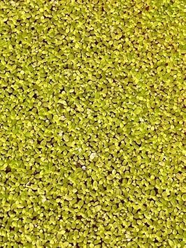 Petit Duckweed Lemna Minor Tiny Floating Aquarium Plant for Natural Filtration & Cover Fast-Growing Aquatic Plant for Ponds, Fish Tanks, Shrimp & Aquascapes 3