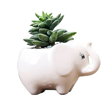 多肉 ソファー型プランター 13mp_hp03.jpg