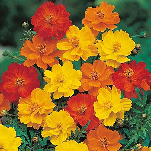 Golden Hills Farm® (AVG 100-500) seeds Flower Seeds : Cosmos Red Mixed Flower Seed (B093QGCLBK) Amazon Price History, Amazon Price Tracker