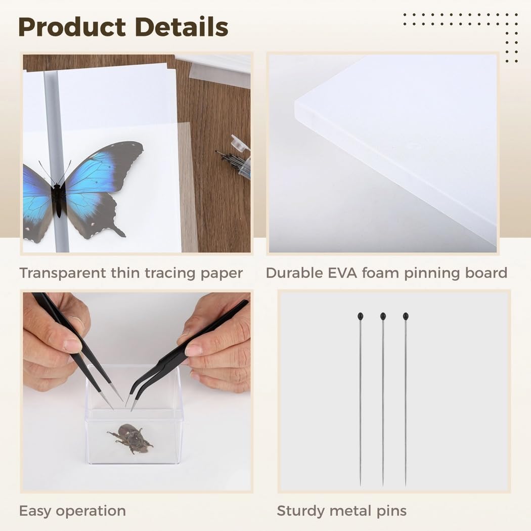 Kit Collection Insectes | 4 Boîtes Bois + Outils - Pour Montage Spécimens Papillons & Insectes