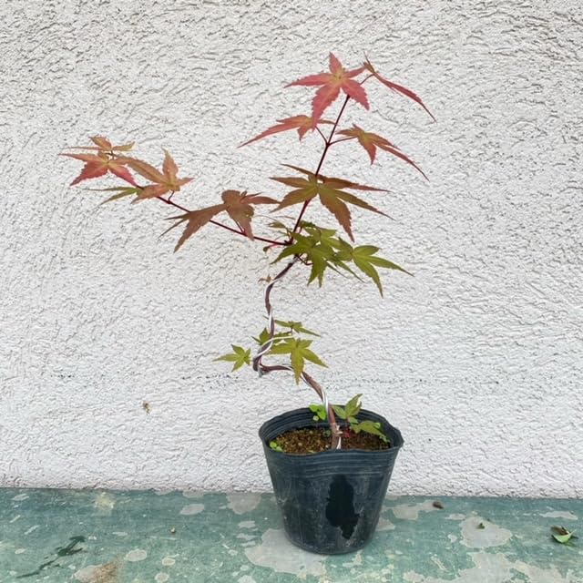 Amazon.co.jp: 盆栽苗：千潮もみじ 曲* チシオモミジ : DIY